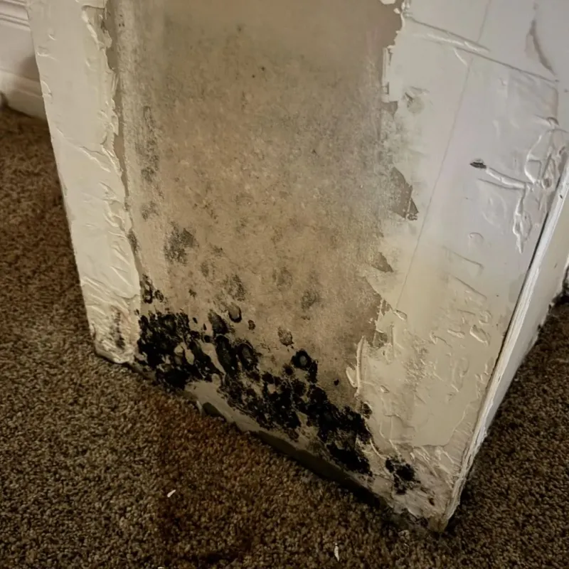 Professional Mold Removal in Etowah, TN